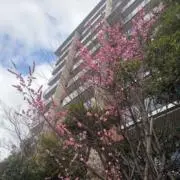 Yの画像