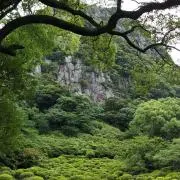 HANAの画像