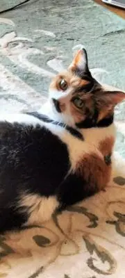 モカの画像