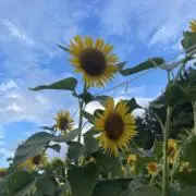 はなの画像