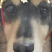イヴの画像