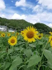 ひまわりの部屋11111の画像