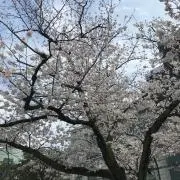 iwtomjp