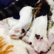 みけ