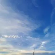 しらこの画像