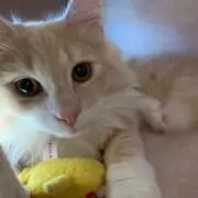 RURUの画像
