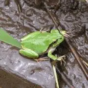 カぺの画像