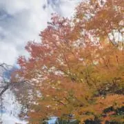 あんきもの画像
