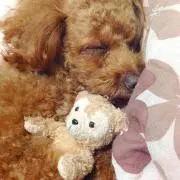 チャーくん