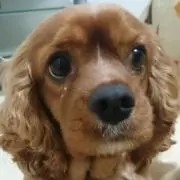 スカイ