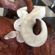 Ｓ