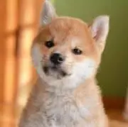 沢村楓の画像