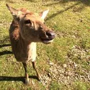 メロンパンダ☆の画像