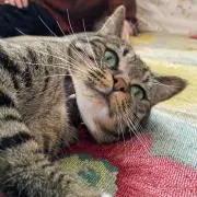 あいの画像