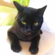 ミミニャ～暗黒商店の画像