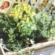 GREENの画像