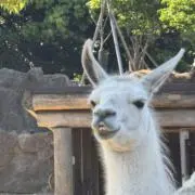 十一の画像