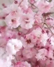 mhanaの画像