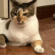 まろの画像
