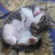 くりわん。たまにゃん。