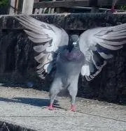 はとの画像