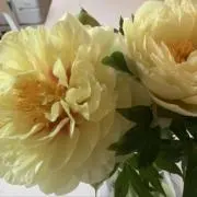 芍薬の画像