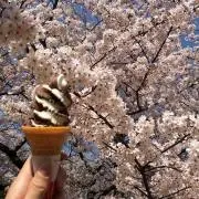 MK.sakura