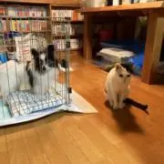 あきまるの画像