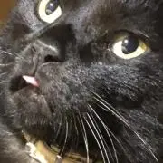ちゃちゃの画像