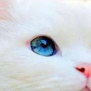 ちぇる