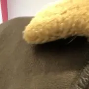 リリコイ