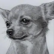 ちーちゃん☺︎シンプルな鉛筆画の画像