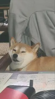 KODAMAの画像