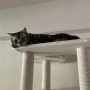 shoの画像
