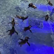 すいみーの画像