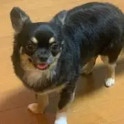 まの画像