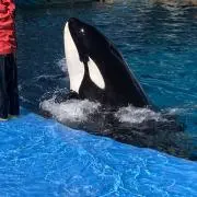 ぺごるか