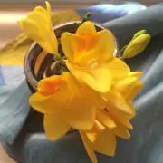 フリージアの画像