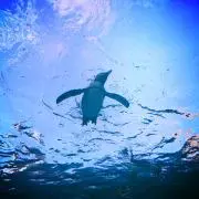 PON★の画像