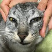 ロッソ
