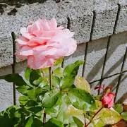 kの画像