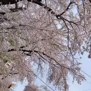きのこ