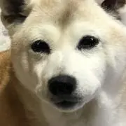 ハルの画像