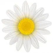 ＊daisy＊