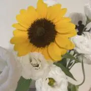 ラテの画像