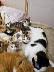 猫ジジの画像
