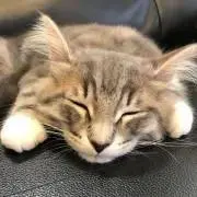 ライ