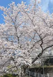 daisuki☆の画像