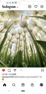 チューリップの画像