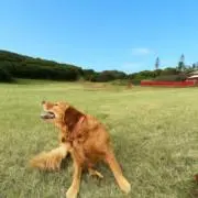ばななの画像